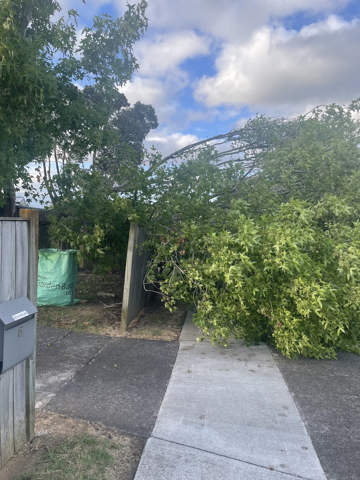 A large tree leaning over a driveway after storm damage in Auckland.
